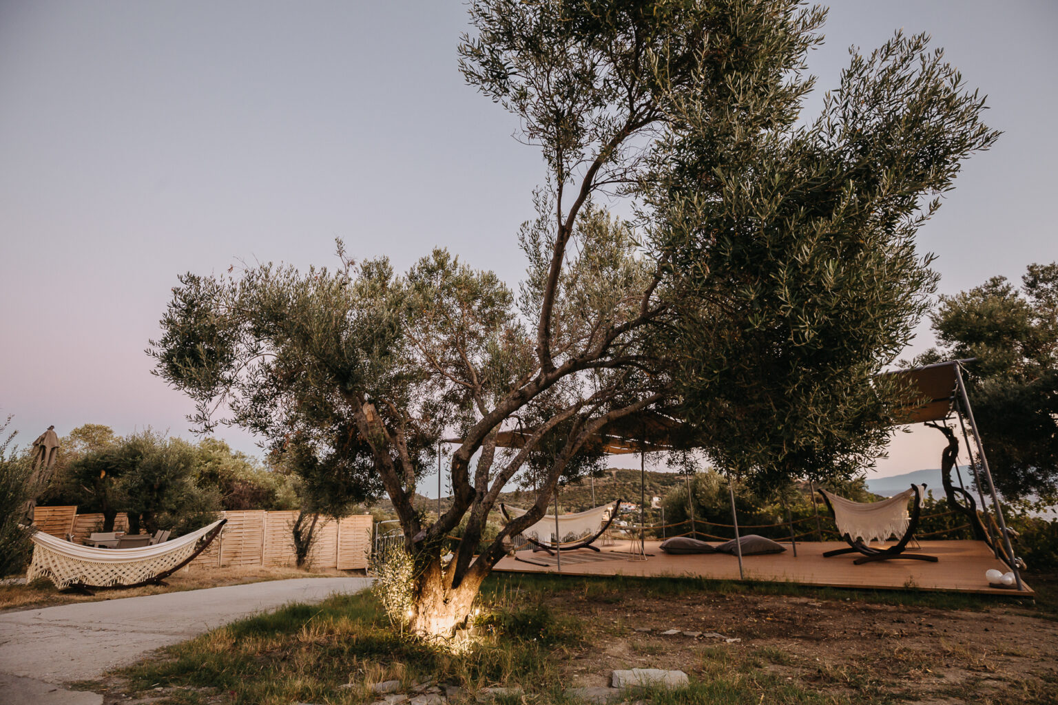olive trees on garden